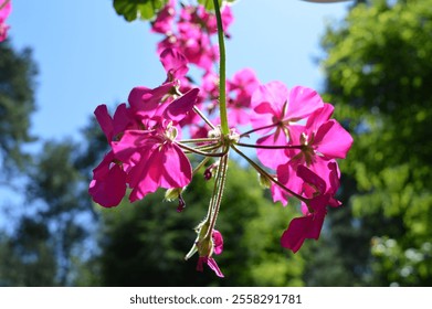 Vibrant pink flowers bloom under a clear blue sky in a lush garden setting during mid-summer - Powered by Shutterstock