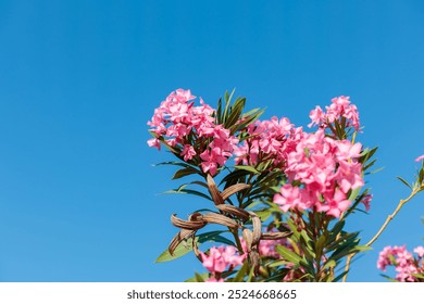 Vibrant pink flowers blooming under a clear blue sky - Powered by Shutterstock