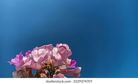 Vibrant pink flowers blooming under a clear blue sky on a sunny day. - Powered by Shutterstock