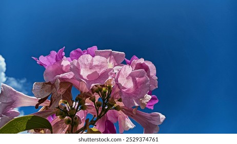 Vibrant pink flowers blooming under a clear blue sky on a sunny day. - Powered by Shutterstock