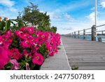 Vibrant pink flowers decorate a garden running alongside the boardwalk at Sault Ste. Marie