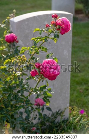 Vibrant pink flowers grow in front of an unmarked grave at the Bayeux War Cemetery in the medieval town of Bayeux, France.