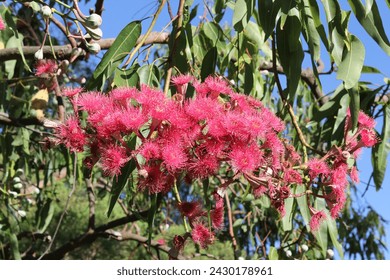 Vibrant pink flowers on a Eucalyptus gum tree in a garden - Powered by Shutterstock