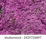 Vibrant pink forget-me-nots plenty tiny flowers top view. Forget-me-not flowerets lush flowerbed spring pink purple flower background. Springtime blossoms nature floral texture cottagecore vibe.