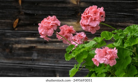 Vibrant pink geranium flowers with green leaves in front of a rustic wooden wall, creating a charming garden scene. - Powered by Shutterstock