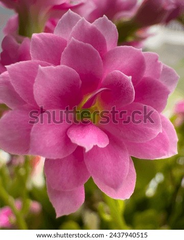 A vibrant pink kalanchoe flower cluster with soft petals and a velvety texture, in full bloom