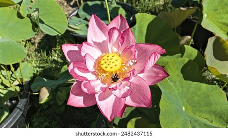 A vibrant pink lotus flower blooms in a lush garden, showcasing its delicate petals and a bright yellow center. The flower is surrounded by large, green leaves, creating a  scene of natural beauty. - Powered by Shutterstock