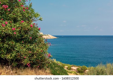 Vibrant Pink Nerium Oleander Flowers With Sea And Blurred Tigne Point In Sliema In The Background. Bright Natural Flower Card.