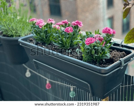 Vibrant pink purple blooming Carnations decorative flowers in grey flower pot hanging on balcony terrace fence close up