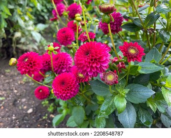 Vibrant Pink Red Ball Dahlias Decorative Autumn Flowers Close Up, Floral Wallpaper Background With Pink Dahlia