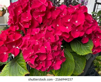 Vibrant Pink Red Blooming Hydrangeas Flowers Close Up, Hortensia In Flower Pot Hanging On A Fence In Balcony Garden