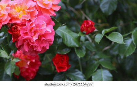 vibrant pink and red roses against dark green leaves, blurred background. gardening websites or articles, floral backgrounds for design projects, ads for beauty products, wellness services.