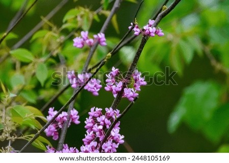 Vibrant pink redbud flowers on branches with green leaves. Spring awakening and natural vibrance concept for design and print
