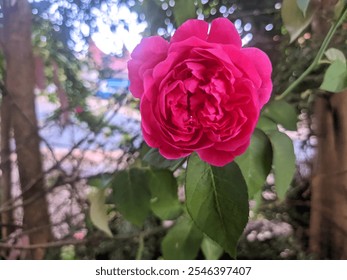 A vibrant pink rose blooms in a sunlit garden, surrounded by lush green leaves. The close-up view captures the intricate petal details and natural beauty, evoking a sense of tranquility and elegance. - Powered by Shutterstock