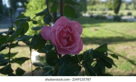 A vibrant pink rose rosa blooms in a sunlit puglia garden, displaying delicate petals against a backdrop of lush greenery. - Powered by Shutterstock