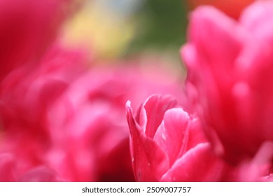 Vibrant pink roses blooming in a garden during spring, capturing their delicate petals and lush green foliage - Powered by Shutterstock