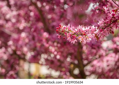 Printemps Images Photos Et Images Vectorielles De Stock Shutterstock