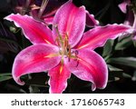 vibrant pink stargazer lily blooming