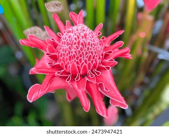 Vibrant Pink Torch Ginger Flower Close-Up in Lush Tropical Garden. - Powered by Shutterstock