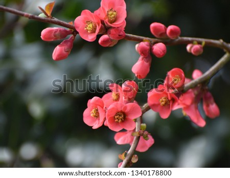 Vibrant Pink Tree Blossom on a Japanese Quince Tree in Spring