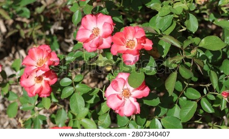 Vibrant Pink and White Betty Boop Floribunda Roses in Summer Garden Bloom.

A high-angle, outdoor close-up featuring vibrant pink and white bicolor floribunda roses (Rosa 'Betty Boop') in various stages of bloom. The semi-double flowers showcase distinct pink-edged petals with creamy white centers and visible yellow stamens, set against lush deep green foliage in a natural garden setting. Ideal for gardening, botanical, or romantic nature-themed designs.