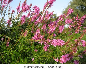 Vibrant pink wildflowers blooming in a lush green meadow on a sunny day, capturing nature's beauty - Powered by Shutterstock