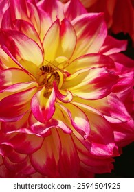 Vibrant pink and yellow flower in full bloom, possibly found in Hong Kong. A bee is nestled among the petals, collecting pollen. Close-up shot captures the flower's beauty.