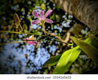 Vibrant Pink and Yellow Flowers on a Vine with Sunlit Tree and Bokeh Background - Powered by Shutterstock