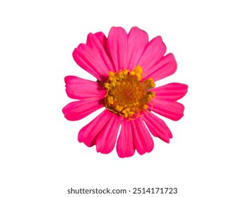 Vibrant Pink Zinnia Flower Isolated on White Background. A close-up of a bright pink zinnia flower, ideal for floral-themed content or botanical articles. - Powered by Shutterstock