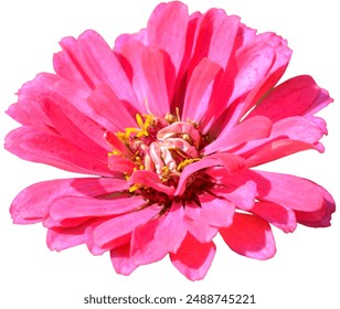 vibrant pink zinnia flower with yellow stamens, isolated on a white background - Powered by Shutterstock