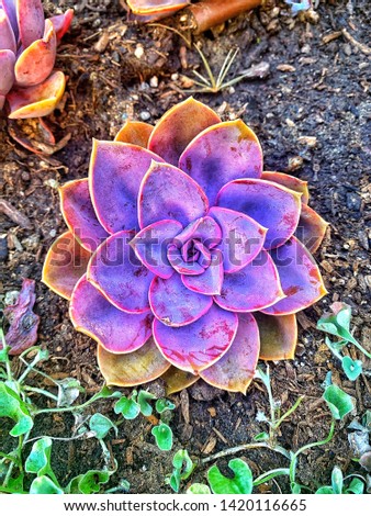 Vibrant plant in Delmar, CA