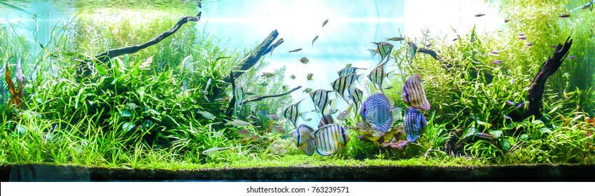 Vibrant Planted Aquarium with schooling of Tropical Fish. such as wild discus, Altum Angelfish and small tetra etc.