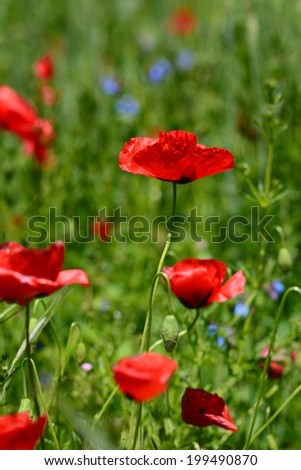 Similar – Image, Stock Photo poppy blossom Environment