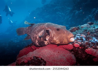 Vibrant Puffer Fish in Stunning Underwater Close-Up - Powered by Shutterstock