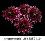 Vibrant Purple Amethyst Dark Dahlias on Black Background