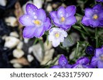 Vibrant purple blooms nestled among dew-kissed green grass, a close-up snapshot of nature