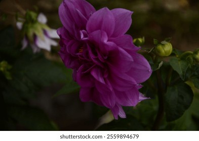 A vibrant purple dahlia flower captured in full bloom, surrounded by green foliage, showcasing the beauty of nature. Perfect for floral and garden-themed projects or natural beauty. - Powered by Shutterstock