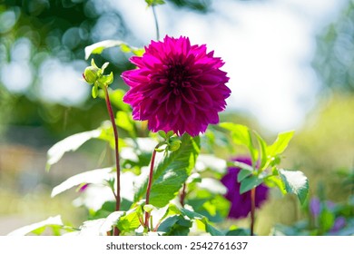 A vibrant purple dahlia flower with layered petals is in focus, standing tall on a green stem. Surrounding the flower are lush green leaves, and the background is softly blurred. - Powered by Shutterstock