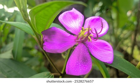 A vibrant purple flower blooms amidst lush green foliage, with dew drops on its petals. - Powered by Shutterstock