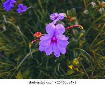 A vibrant purple flower with water droplets, surrounded by lush green foliage. - Powered by Shutterstock