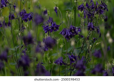 Vibrant Purple Flowers of Flower Columbine Blooming in Lush Green Field During Sunny Spring Afternoon - Powered by Shutterstock