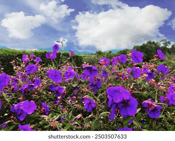 Vibrant purple flowers are in full bloom, contrasting beautifully with the greenery and the bright blue sky. Fluffy white clouds scatter across the sky, creating a picturesque scene. - Powered by Shutterstock