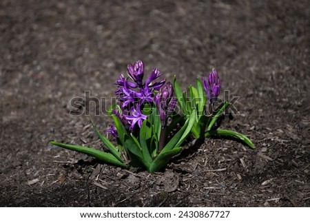 Vibrant purple hyacinth flowers blooming in a freshly mulched garden, signs of spring on a sunny winter day
