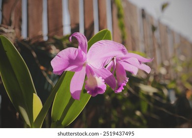 Vibrant purple orchid blooms against a rustic backdrop, illuminated by natural sunlight - Powered by Shutterstock