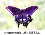 Vibrant purple Papilio polyxenes butterfly perched on leaf, detailed macro shot showcasing wing patterns beautifully.