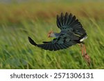 A vibrant purple swamphen in flight over lush green wetlands, showcasing its colorful plumage and dynamic movement.