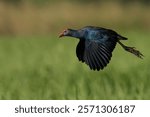 A vibrant purple swamphen in flight over a lush green field, showcasing its colorful plumage and graceful movement.