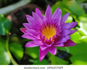 A vibrant purple water lily in full bloom, with radiant petals and a bright yellow center, set against a backdrop of lush green foliage. Captures the serene beauty of aquatic plants. - Powered by Shutterstock