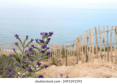 Vibrant purple wildflowers bloom on a rocky coastal cliff, with a rustic wooden fence towards the tranquil sea in the background. The image captures the rugged beauty and nature of coastal flora - Powered by Shutterstock