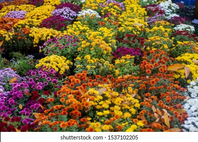 Vibrant Purple, Yellow, Red Autumn Or Fall Flowers In The Outdoor Market. A Lot Of Colorful Flowers.